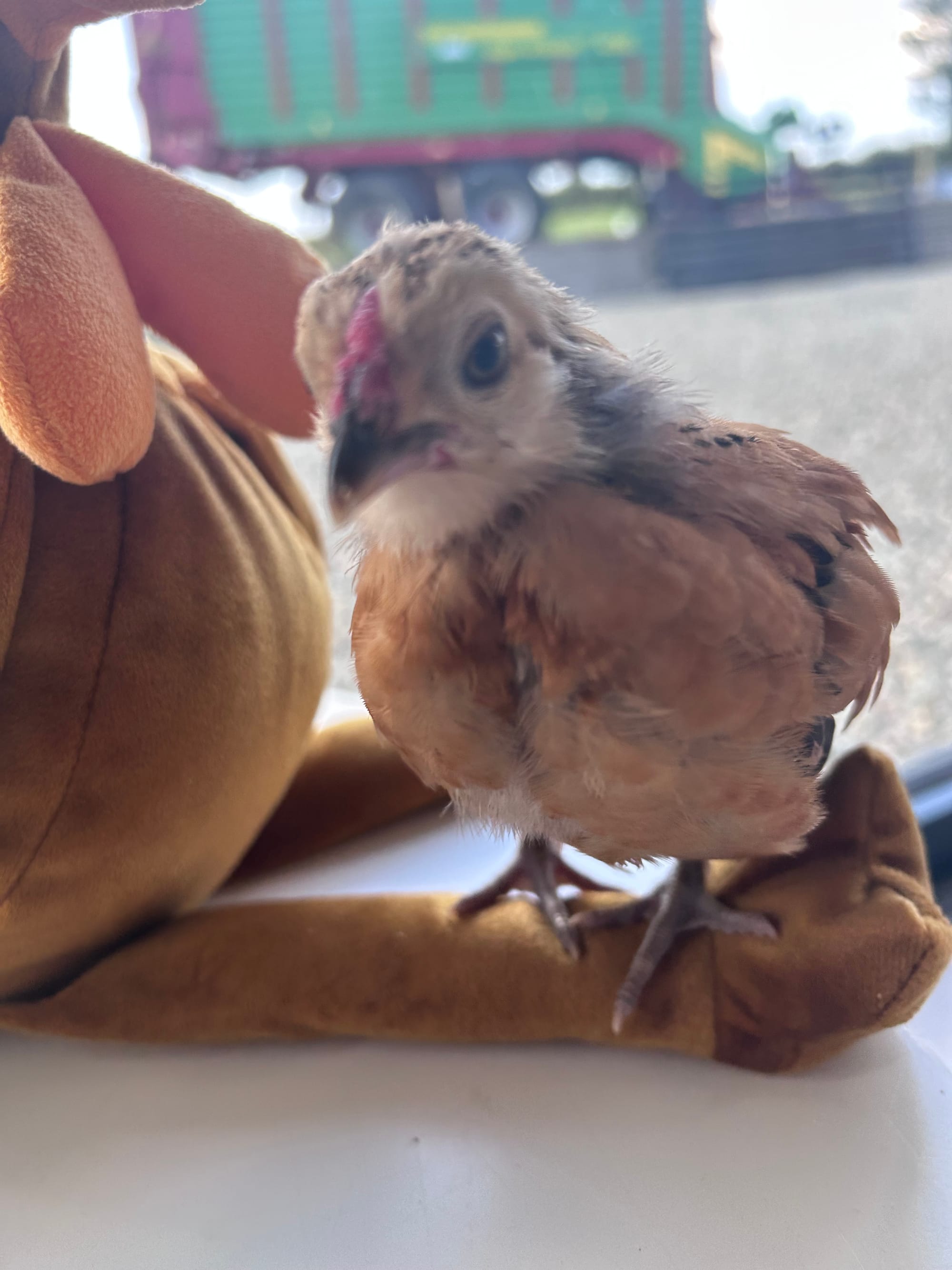 🐥 Barbu d’Anvers & the Mystery Plushie 🧸💛