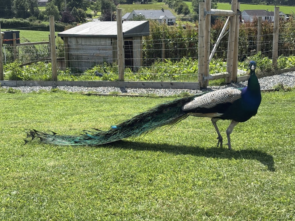 🦚 Peacock Power Nap Squad