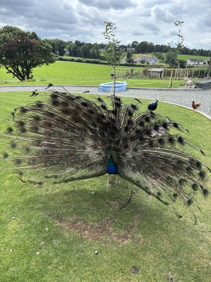 Percy’s Grand Performance: Love, Feathers & Fowl Drama 💘🦚