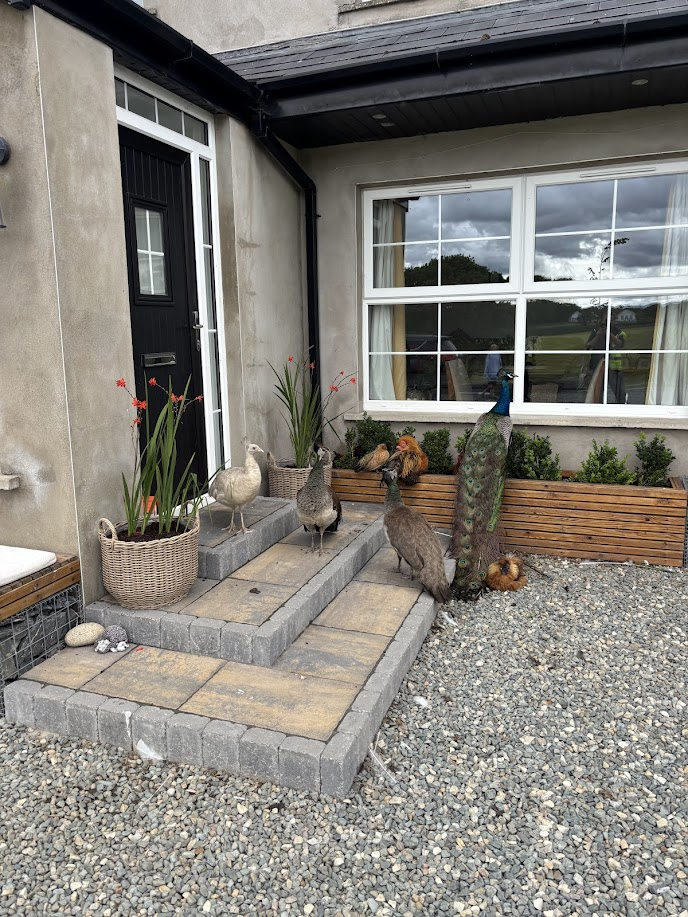 Feathered Front Door Welcome 🏡🦚🐓