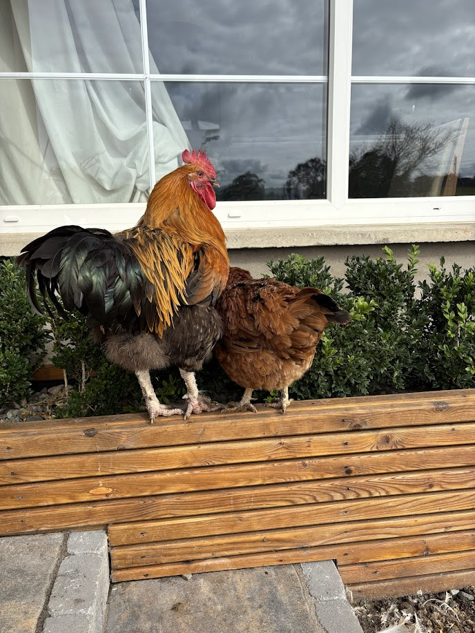 Feathered Front Door Welcome 🏡🦚🐓