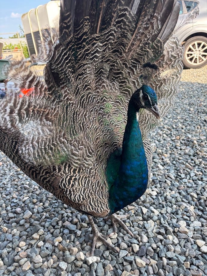 🦚 Dora the Peacock: King of the Gravel Runway
