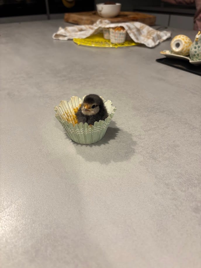 🐣 The Final Fluff of the Season