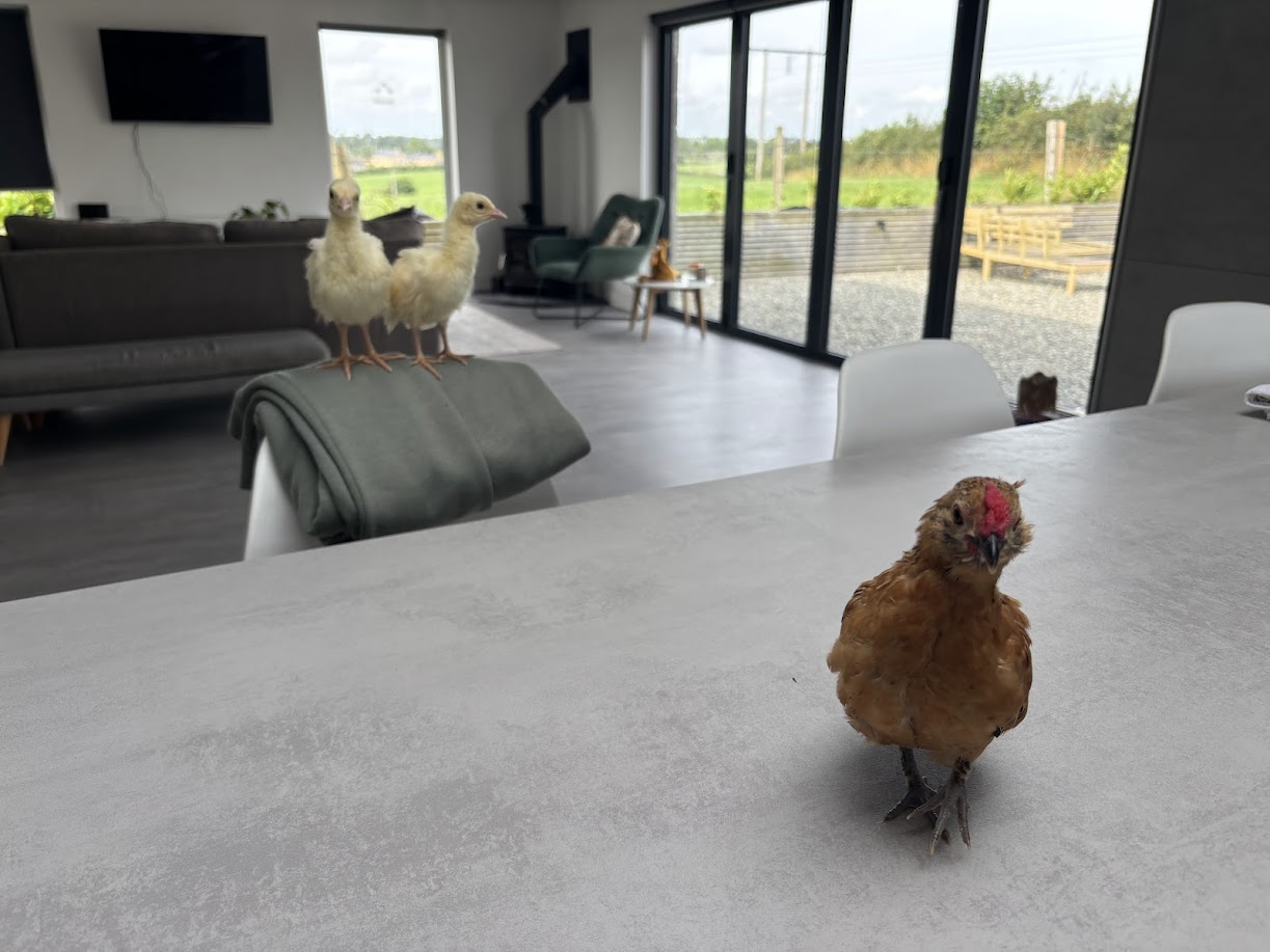 🐣 The Chickening of the Lounge Chair