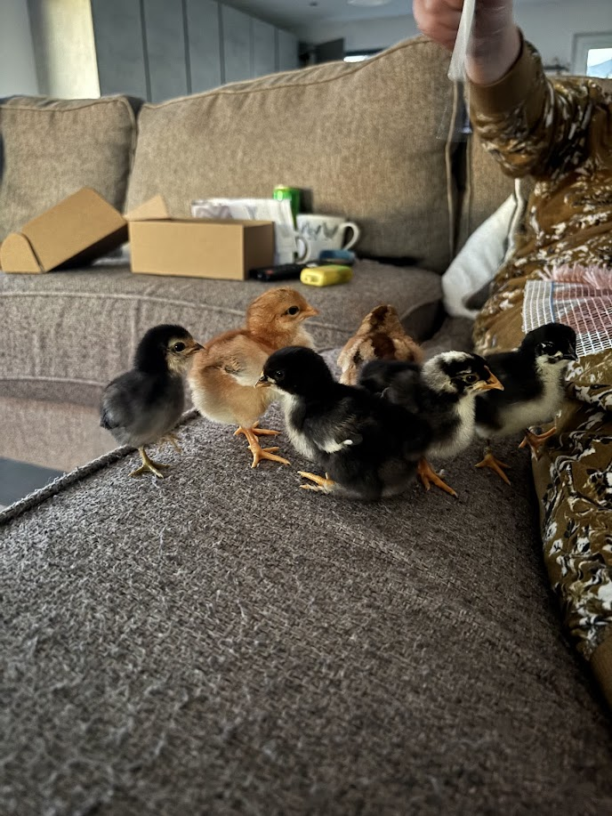 🐣 The Final Fluff of the Season