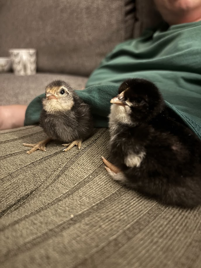 🐣 The Final Fluff of the Season