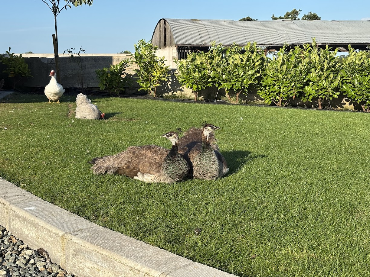 🦚 Dora the Peacock: King of the Gravel Runway