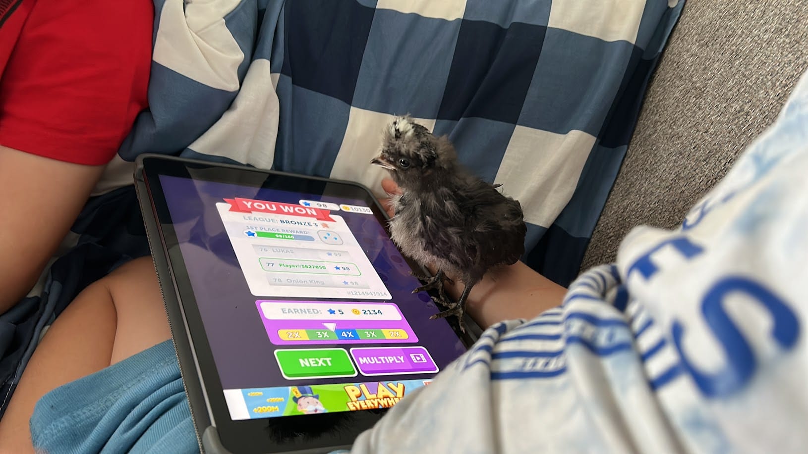 Chick's First Win at Harleyhill 🐣🎮