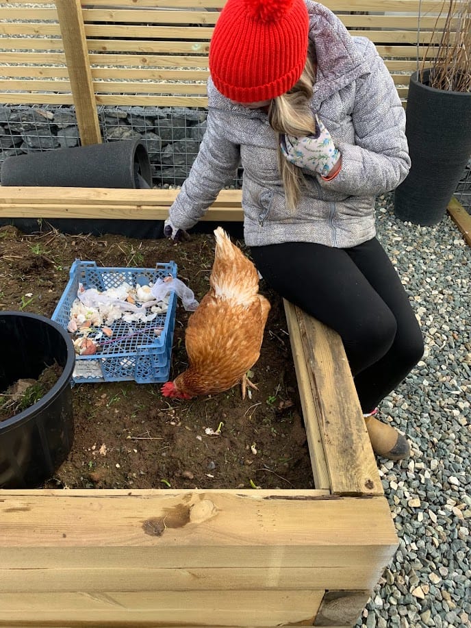 A Little Gardening with Our Feathered Friend at Harleyhill Hens 🌱🐔