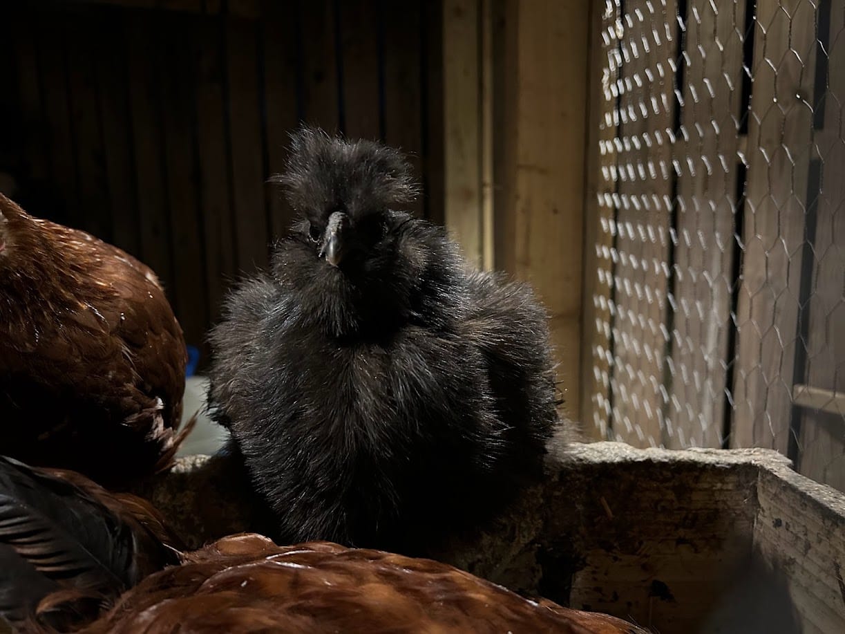 Meet Little Tank, the Rooster at Harleyhill 🐔💥💪