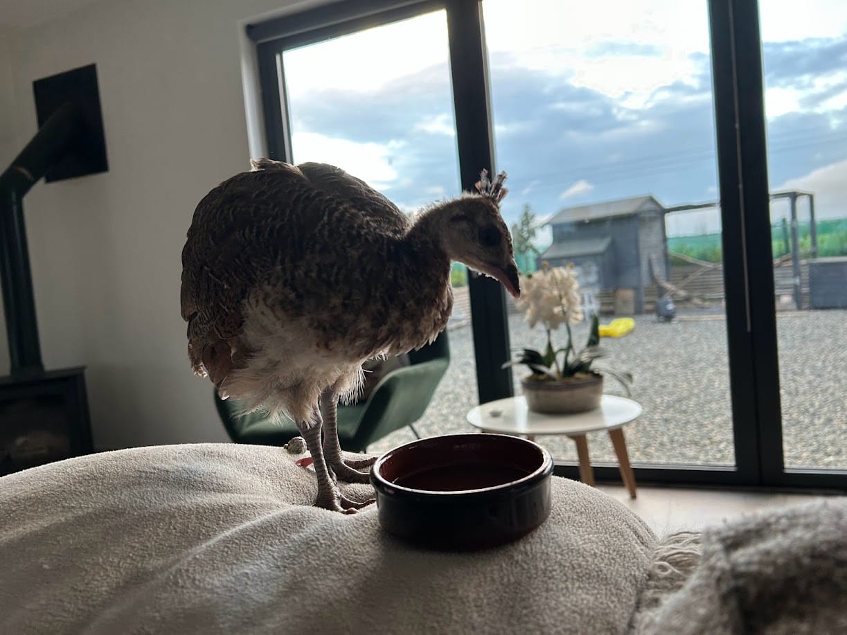 Little Dora at Harleyhill 🦚💖