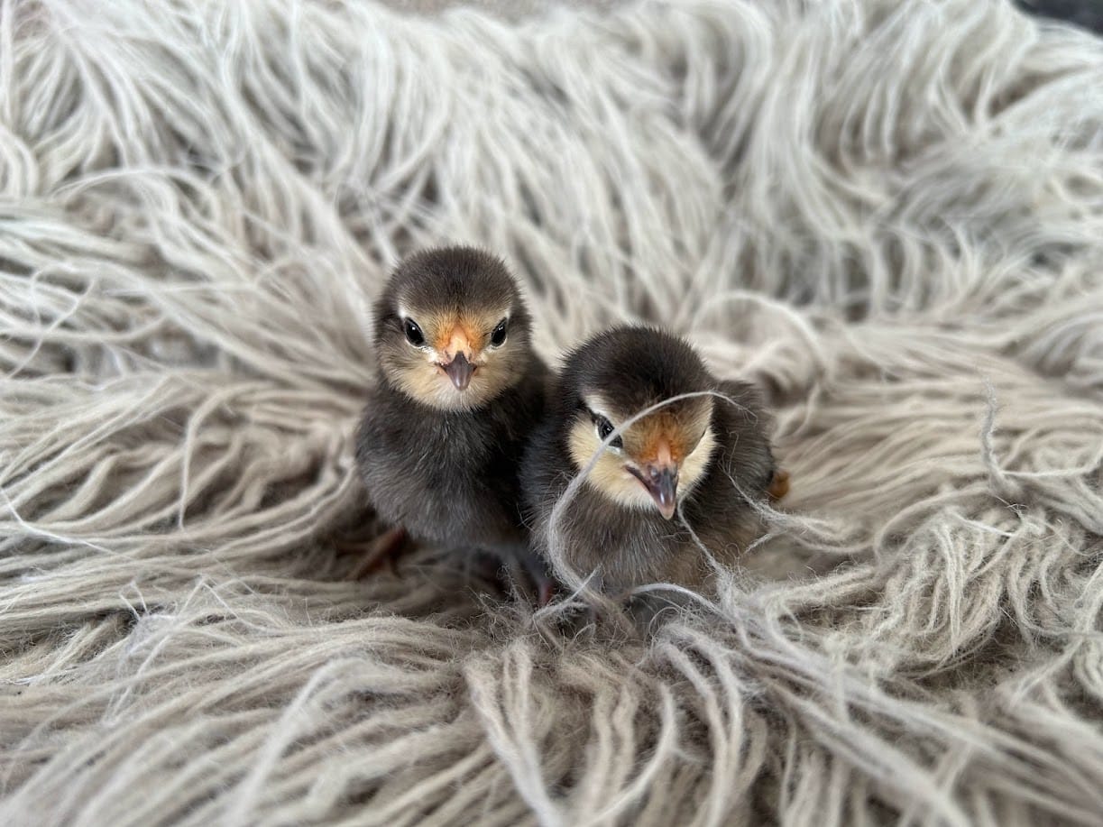 Double Trouble at Harleyhill 🐣💥