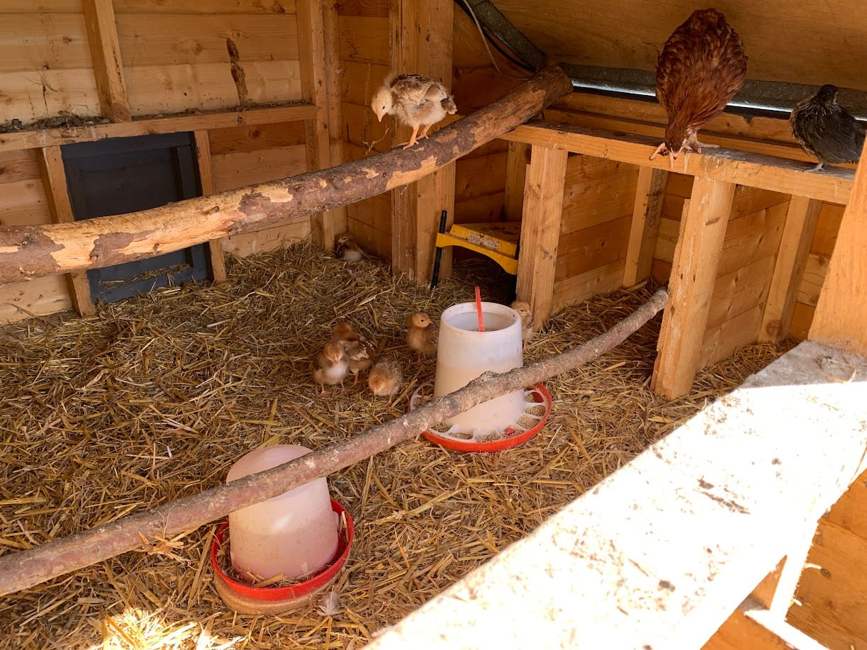 A Cozy New Aviary for the Little Ones at Harleyhill Hens 🐣✨