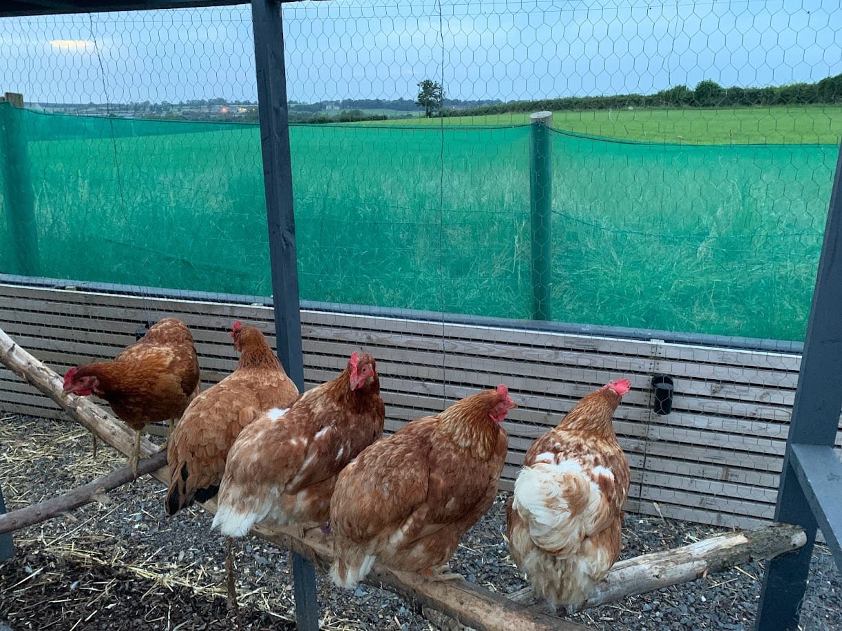 The Girls Are Chilling! 🐔🌿