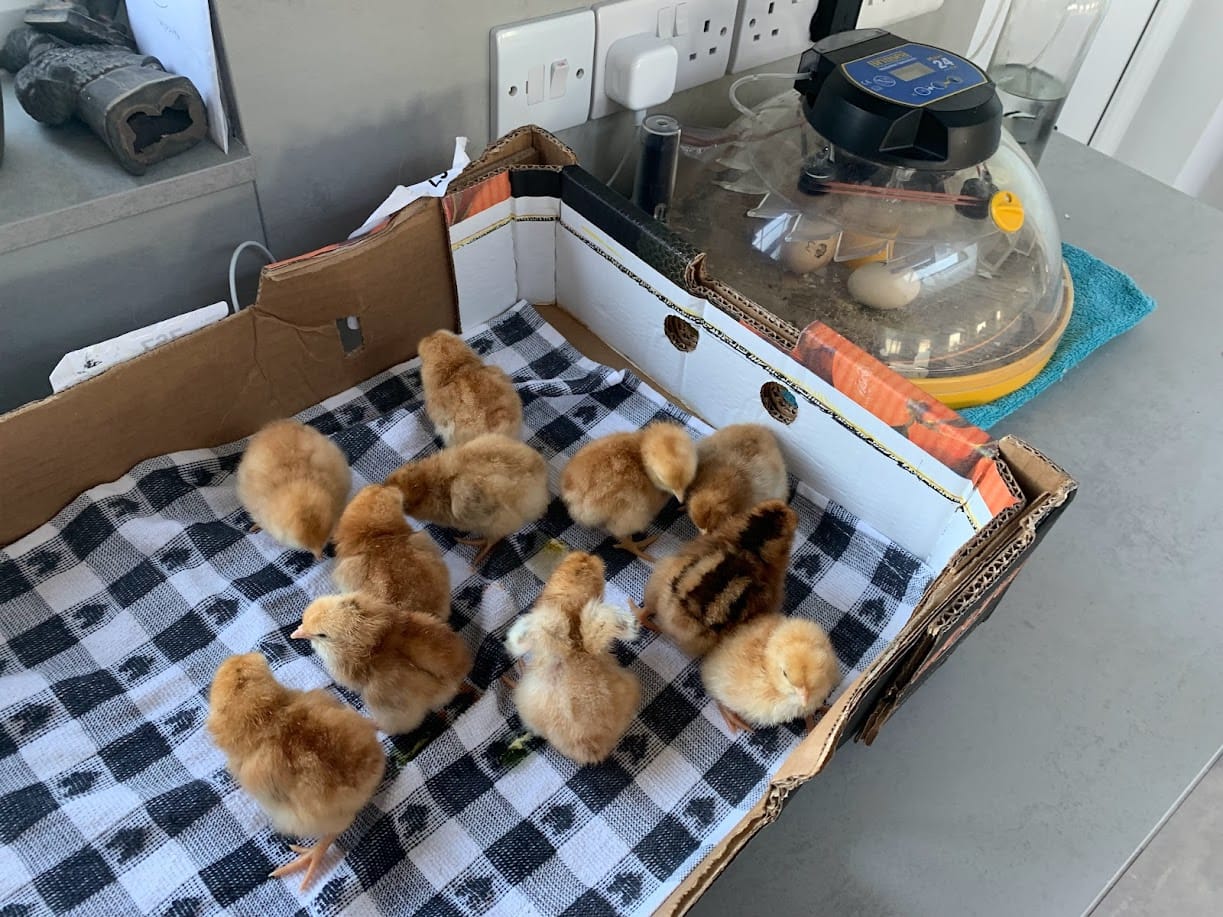 Welcome to the World, Little Chicks! 🐣💛