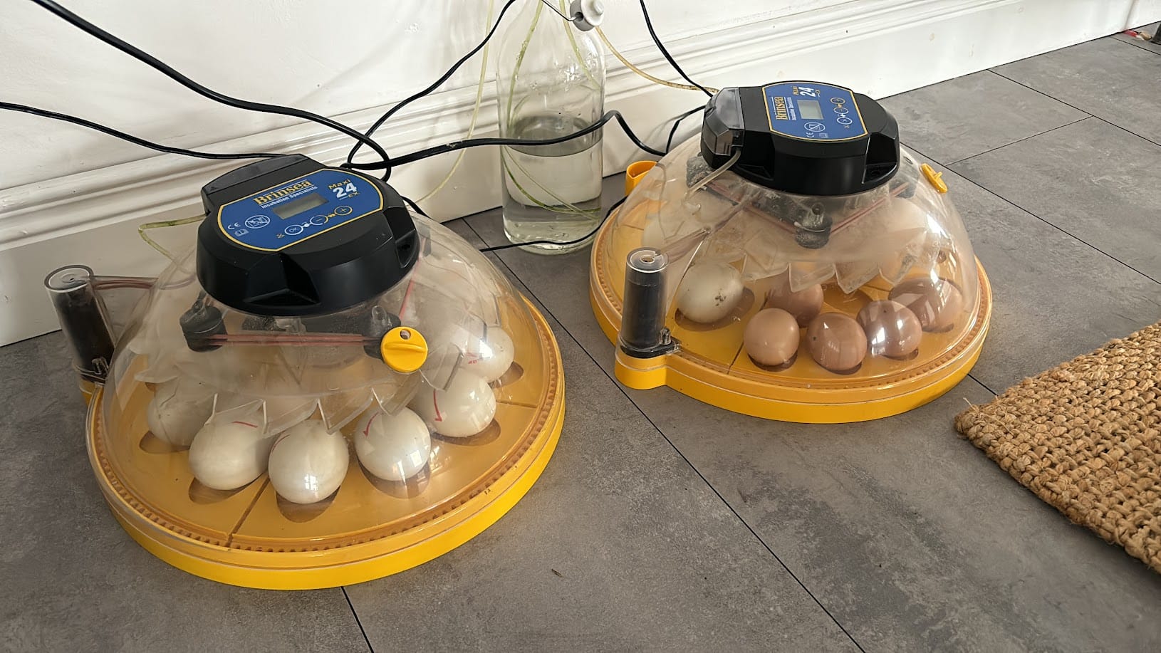 Incubators Ready for Round Two! 🐣