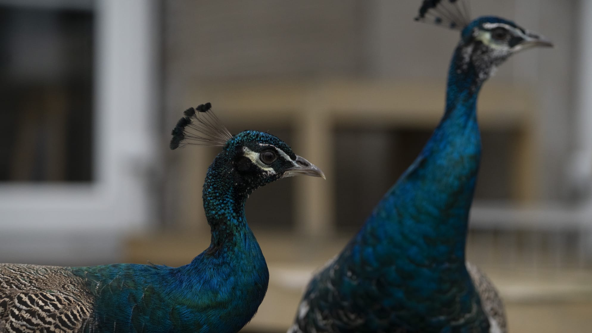 Tabby Tab and Swedish 🦚