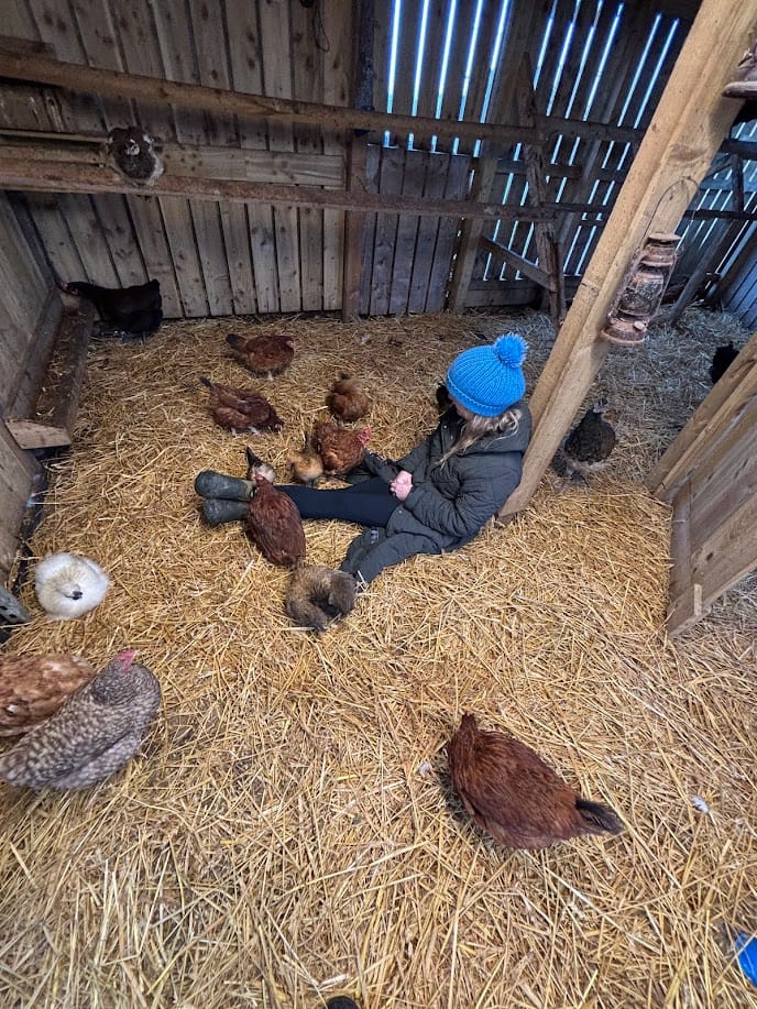 ๐ The Chicken Whisperer Strikes Again