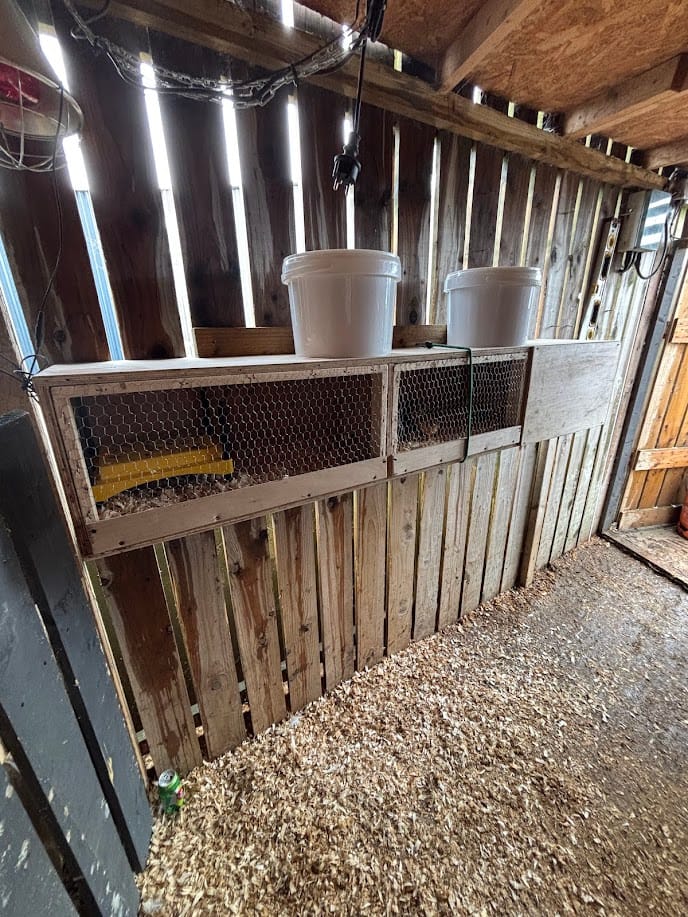 š£ New Brooding House for Our Baby Chicks