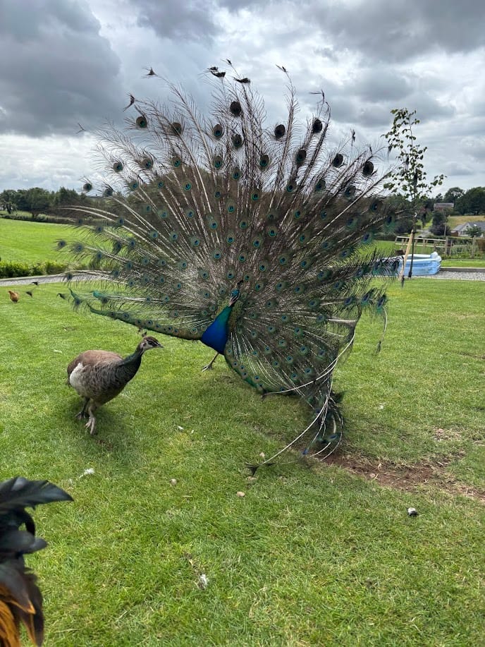 Percy’s Grand Performance: Love, Feathers & Fowl Drama 💘🦚