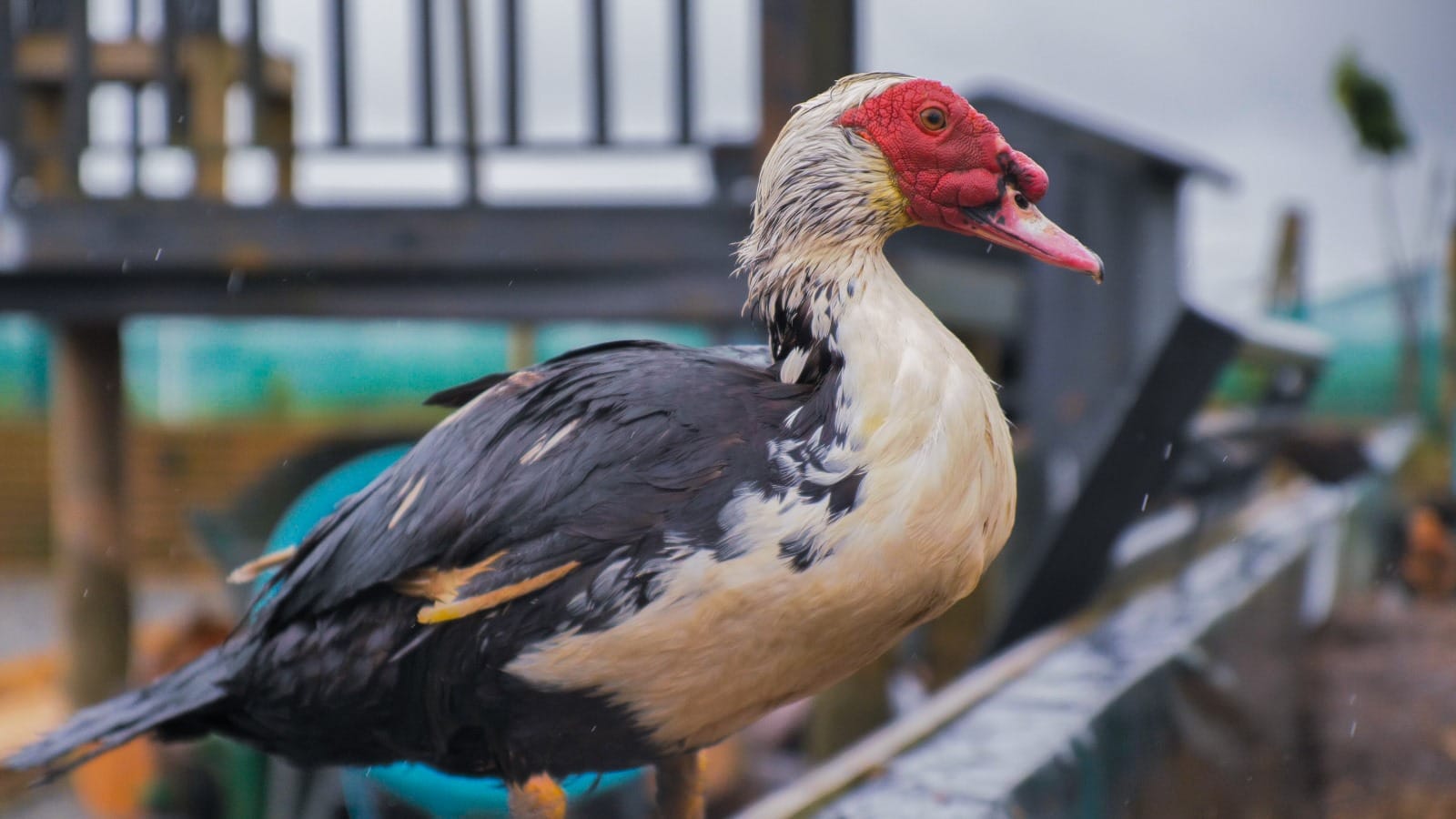 Meet the Duck with a Personality šš¦