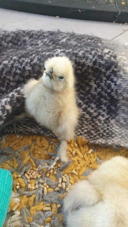Cozy Vibes and Cuteness at Harleyhill Hens 🐣💫