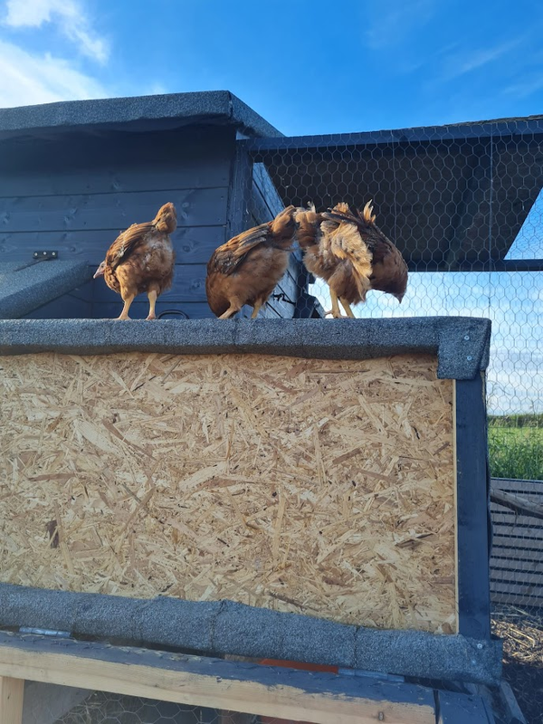 Meet Our First Hens! 🐔🌾