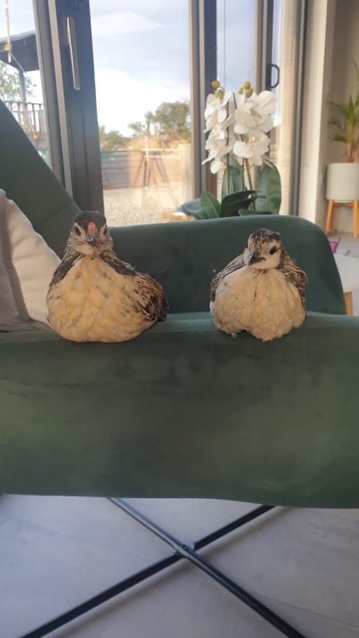 Edwardo and His Girl 🐔
