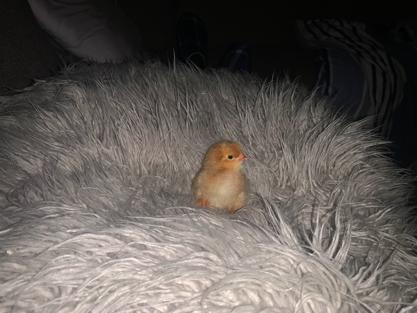 Cozy Moments at Harleyhill Hens 🐣💖