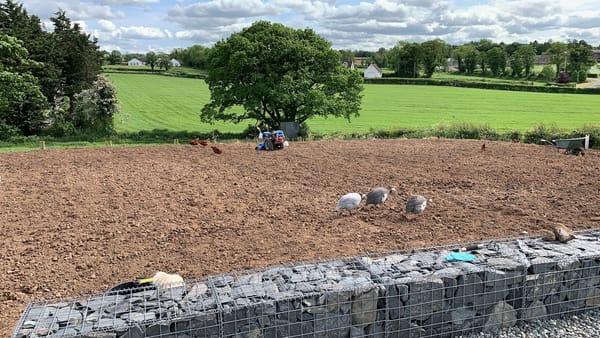 Springtime Work at Harleyhill Hens 🌱🐔