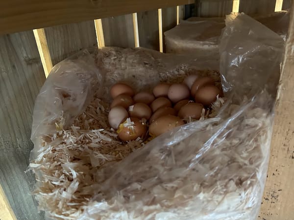 Eggs in the Wrong Nest at Harleyhill 🥚🐔