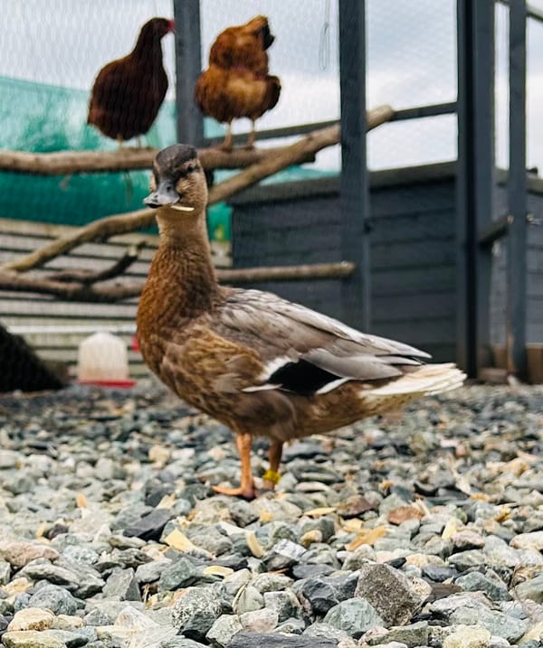 Meet Our Little Star at Harleyhill 🌟🦆