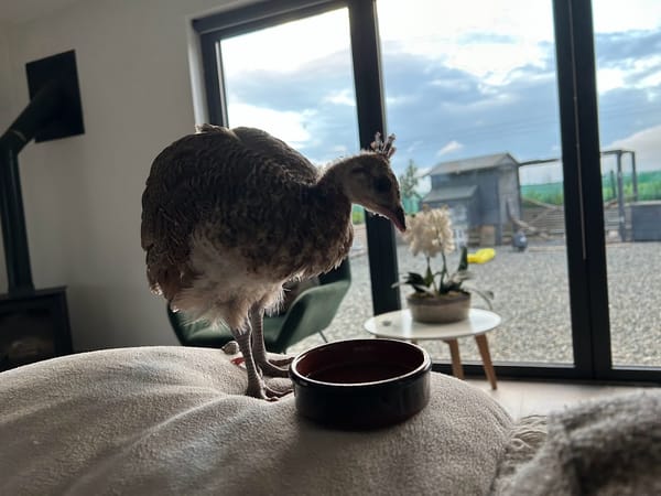 Little Dora at Harleyhill 🦚💖