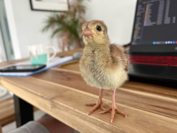 Keyboard Warrior at Harleyhill 🦚💻