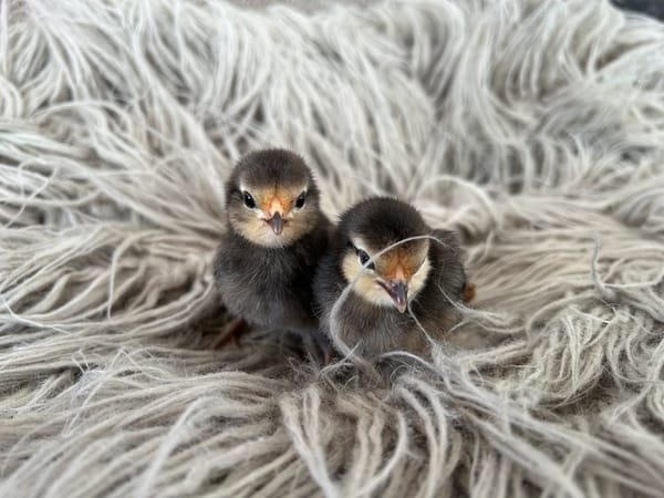 Double Trouble at Harleyhill 🐣💥