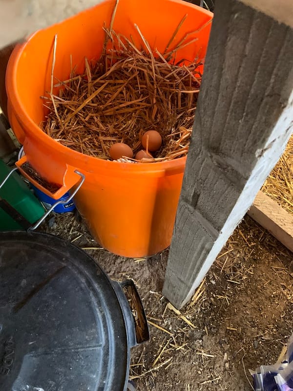 Caught in the Act! 🐔🥚