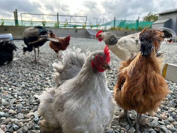 The Feathered Flock at Harleyhill 🐔🌟