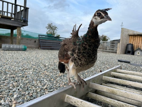 Dora the Peachick 🦚