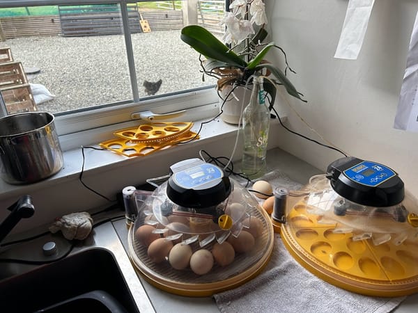 Hatching Success: New Arrivals at Harleyhill 🐣