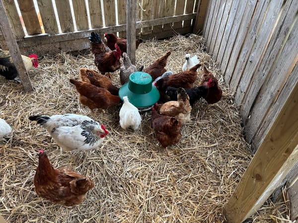 Feeding Time 🐔🍽️