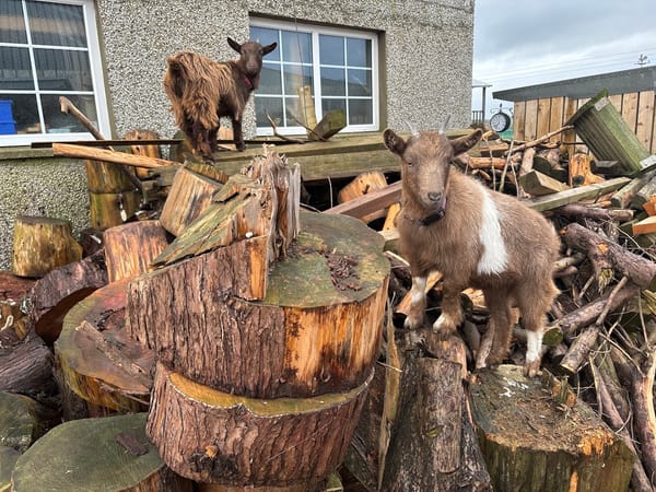 Goat Adventures 🐐