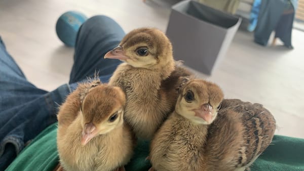 Three Little Peafowl at Harleyhill Hens 🦚💛