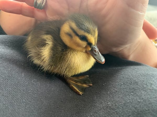 Tiny Duckling Cuteness at Harleyhill Hens 🦆💛