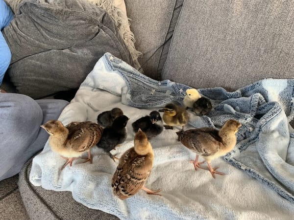 Fluffball Friends at Harleyhill Hens 🐣💖