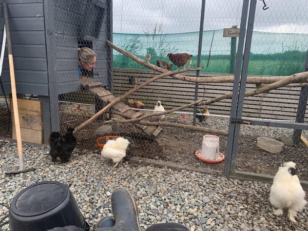 Silkie Squad at Harleyhill Hens 🐔💕