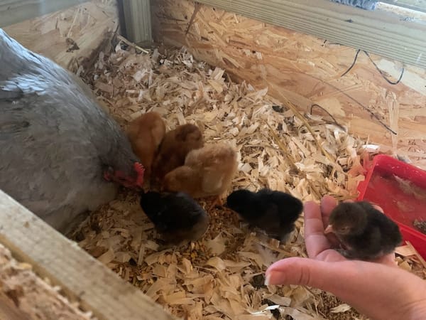 A First-Time Mum at Harleyhill Hens 🐣💖