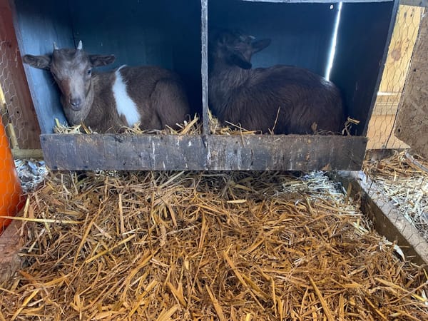 Meet Karen and Molly, Our Pygmy Goats 🐐💛