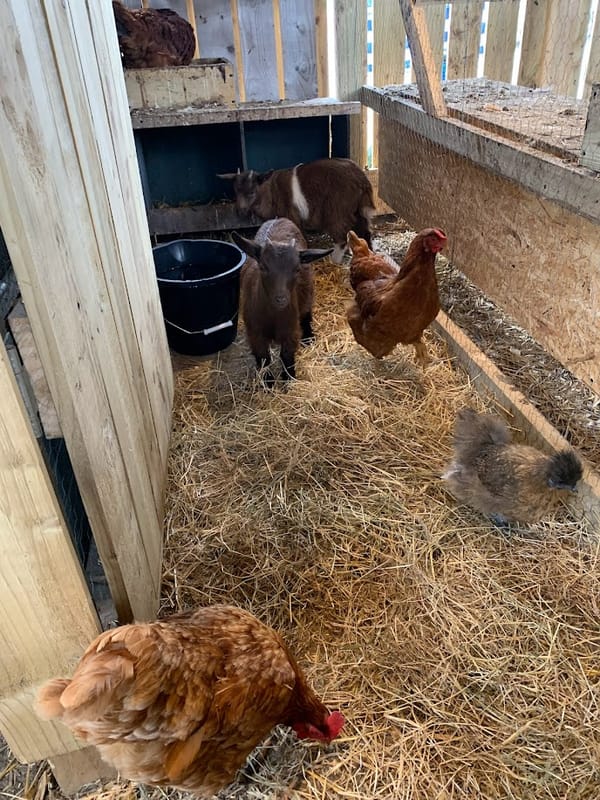 Karen and Molly Hanging with the Flock 🐐🐔