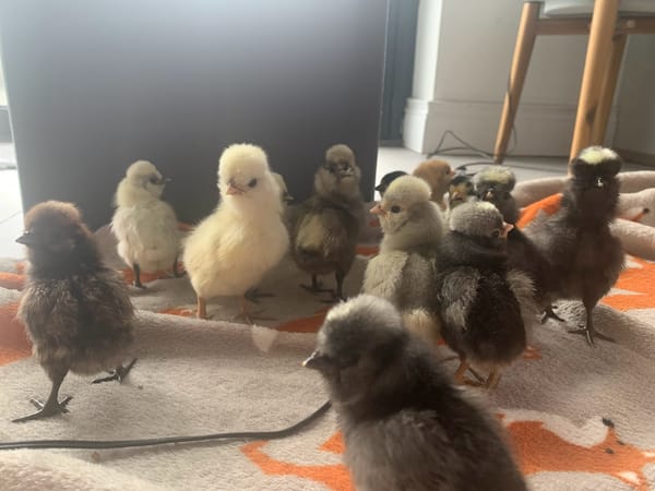 Polish Frizzle Chickens at Harleyhill Hens 🐣✨