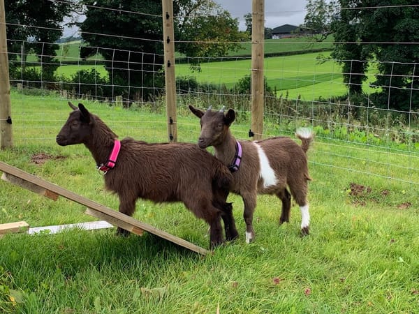 Double Trouble at Harleyhill Hens 🐐💖